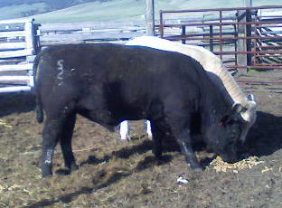 bull picture